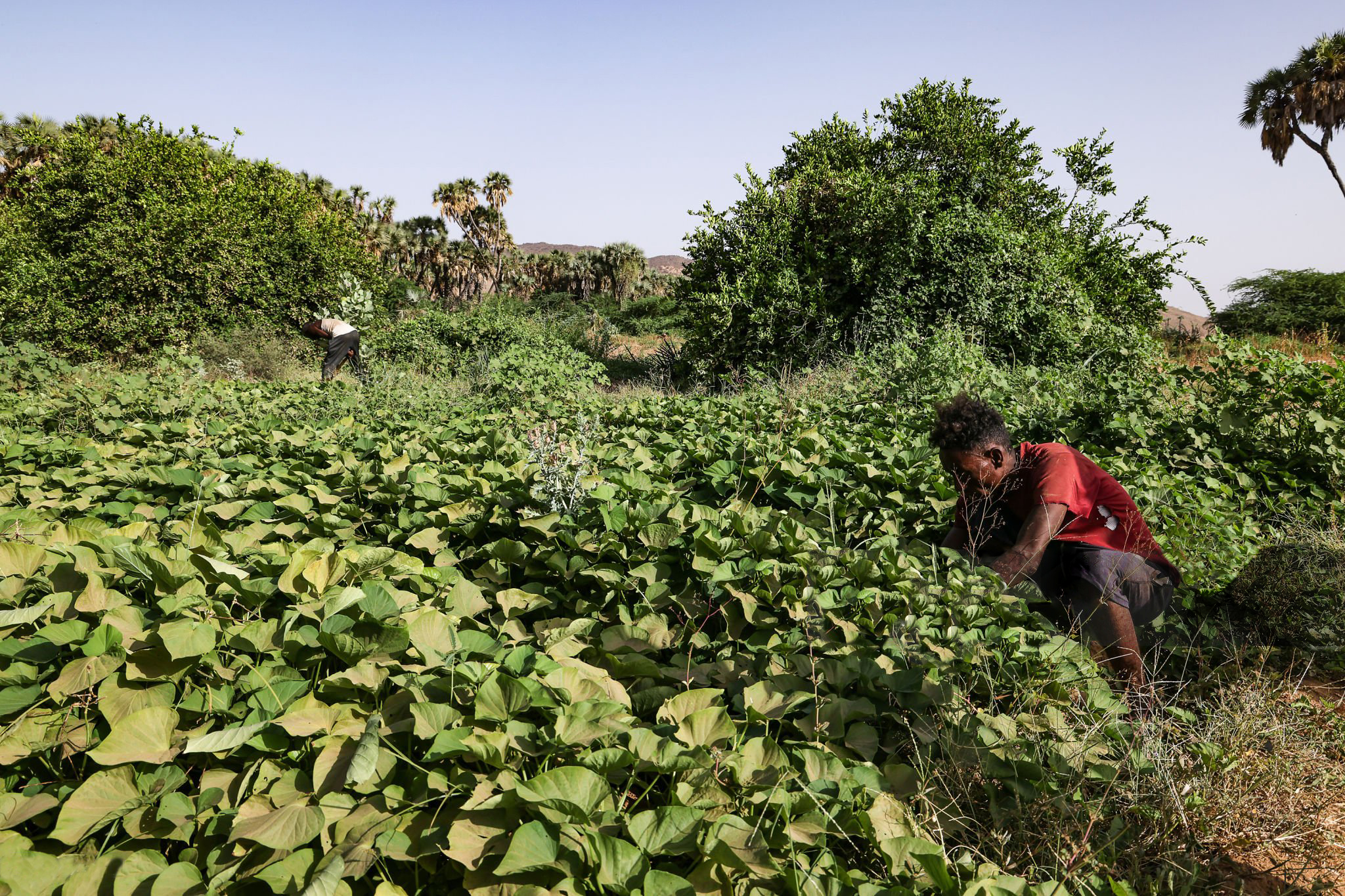 Agricoltura